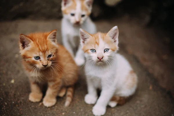 Üç sevimli evsiz beyaz ve zencefil yavru kedi — Stok fotoğraf