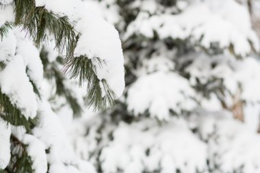 Kışın kar köknar ağacı dalları