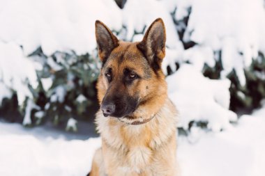 Alman çoban köpeği, karda duran