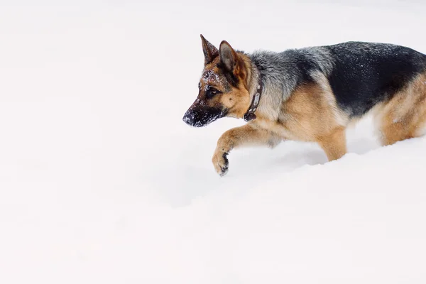 雪の上の大人のジャーマン ・ シェパード狩猟 — ストック写真