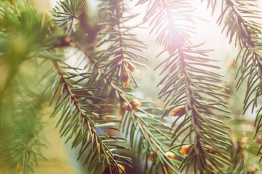 Köknar ağacı dalı günbatımı ışık ile