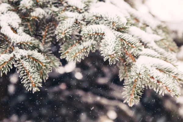 Neve nos ramos de abeto no inverno — Fotografia de Stock