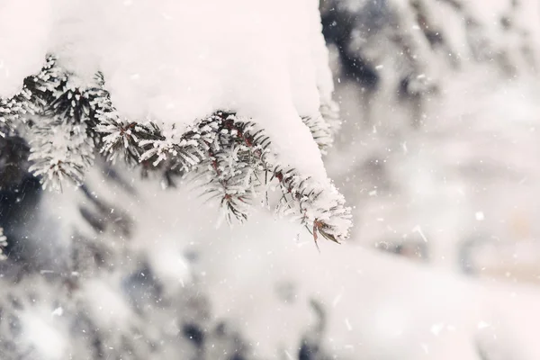 Neve nos ramos de abeto no inverno — Fotografia de Stock