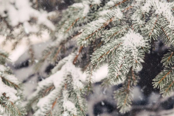 Neve nos ramos de abeto no inverno — Fotografia de Stock