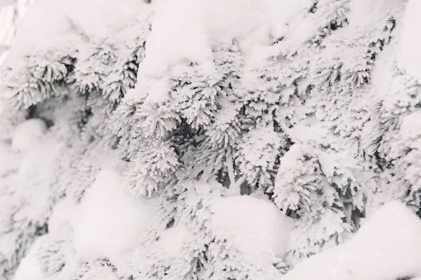 Neve nos ramos de abeto no inverno — Fotografia de Stock