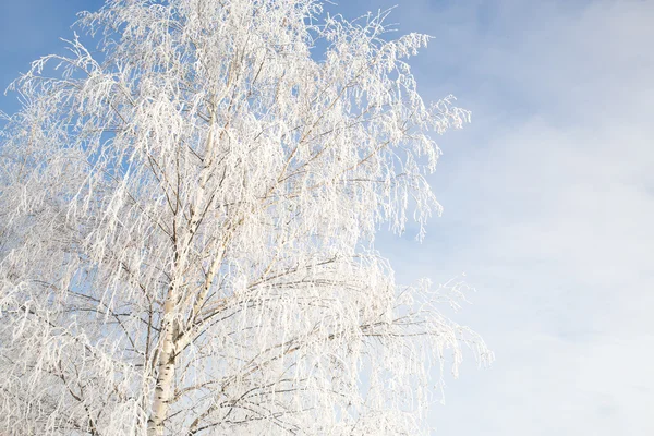 Tempo claro ensolarado com hoarfrost no inverno — Fotografia de Stock