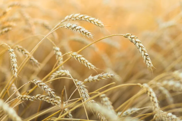 Golden ripe wheat field background — Stock Photo, Image
