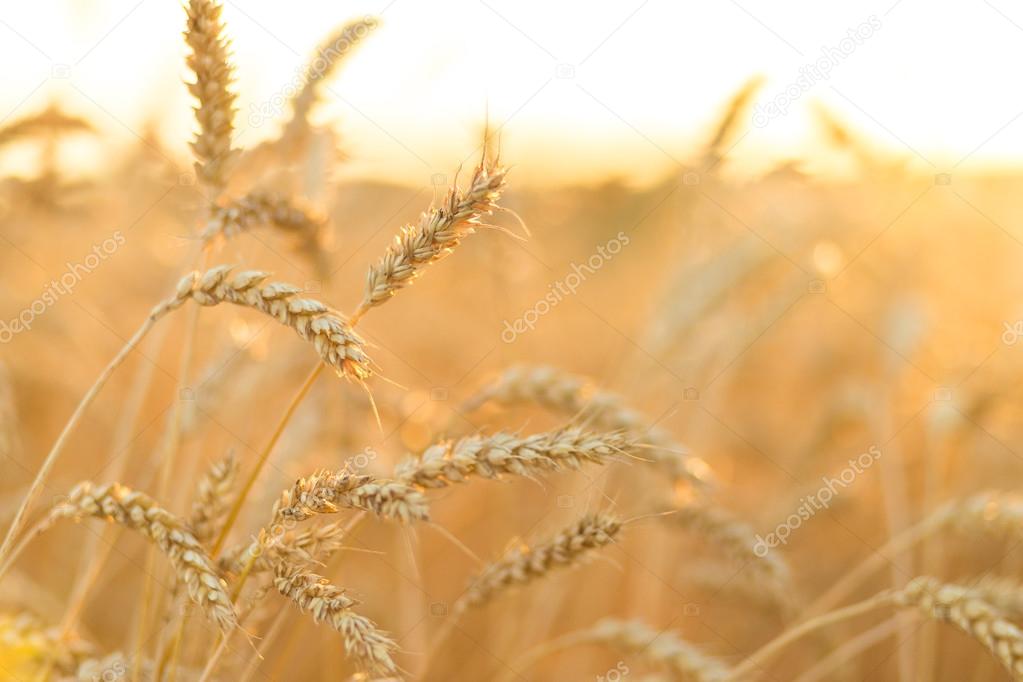Golden ripe wheat field background