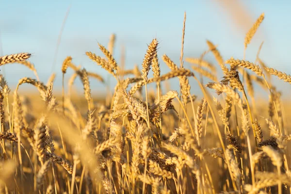 Фон з золотистої стиглої пшениці, простір для копіювання — стокове фото