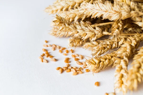 Golden ripe wheat on white background — Stock Photo, Image