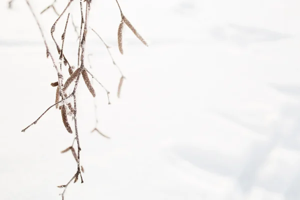 Neve nos ramos com hoarfrost, espaço de cópia — Fotografia de Stock