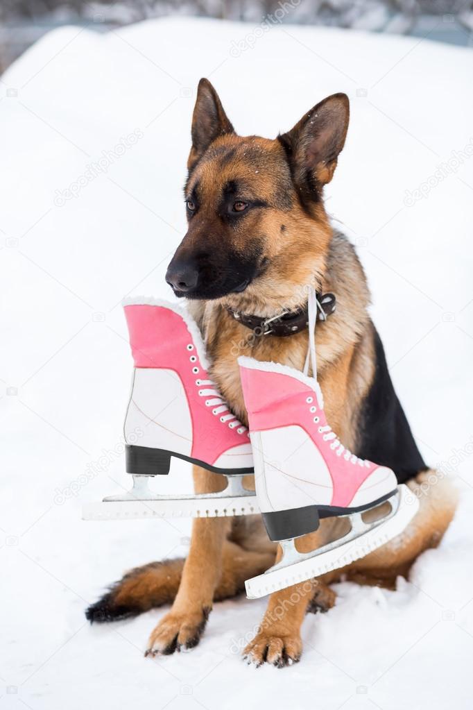 german shepherd winter hat