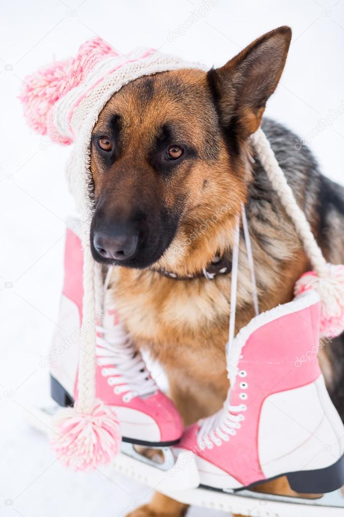 German shepherd dog wearing hat with racing skates — Stock Photo © sun