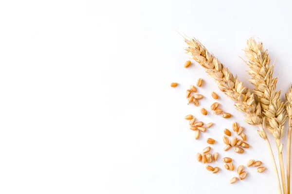 Золота стигла пшениця на білому тлі — стокове фото
