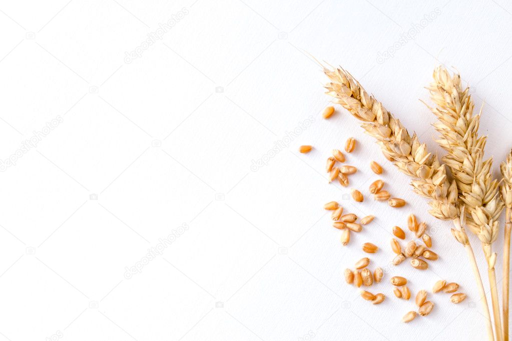 Golden ripe wheat on white background