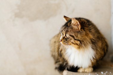 Kedi için ana açık bekler