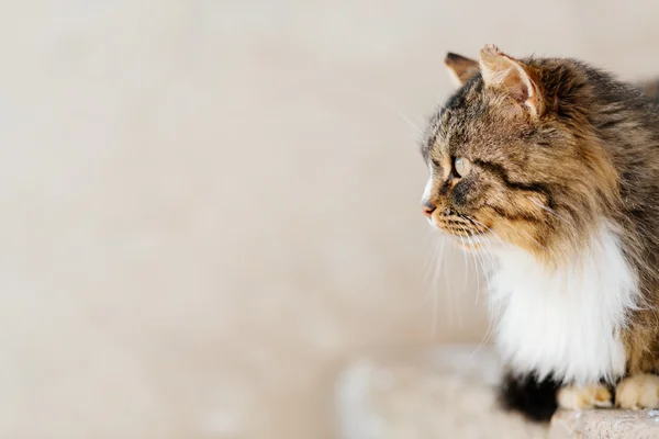 Kat wacht meester buiten — Stockfoto