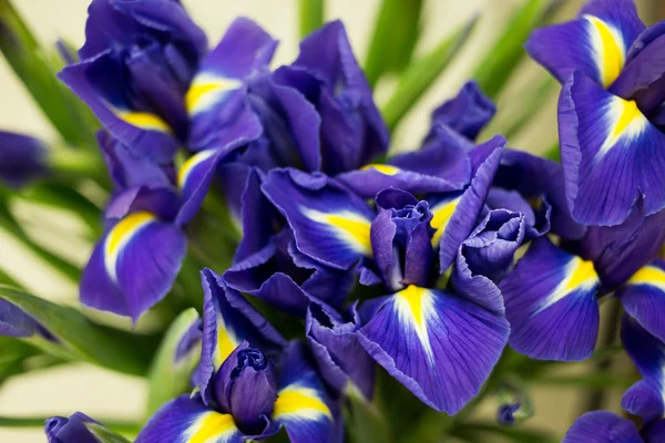 Bright irises Background — Stock Photo, Image
