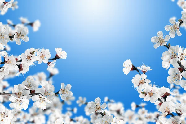 White apricot flowers — Stock Photo, Image