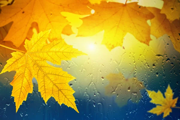 Fall background — Stock Photo, Image