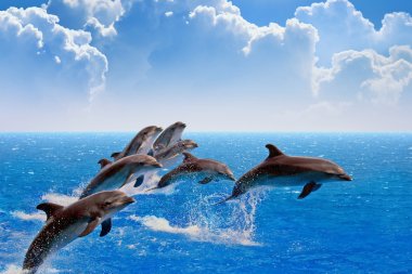 Jumping dolphins clipart