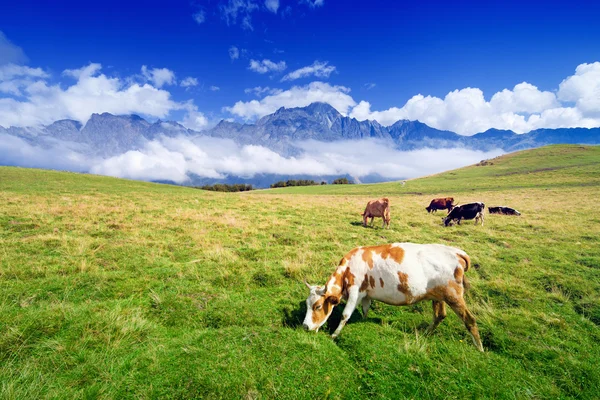 草地上的牛 — 图库照片