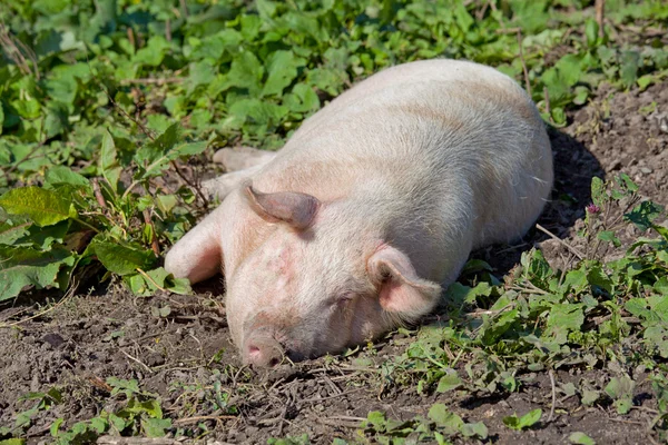 Grote roze varken — Stockfoto