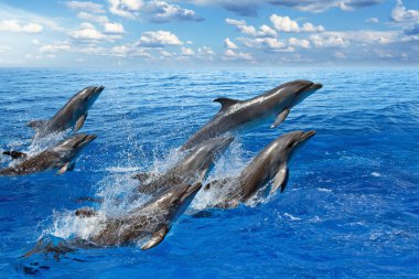 Dolphin jumping clipart