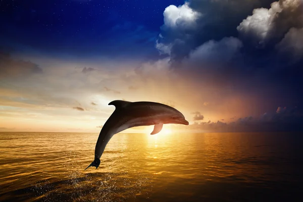 Delfíní skoky — Stock fotografie