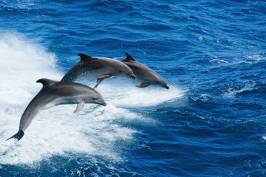 Three dolphins clipart