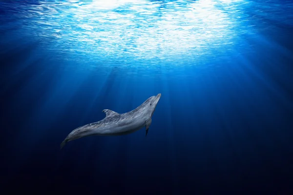 Delfin pod wodą — Zdjęcie stockowe