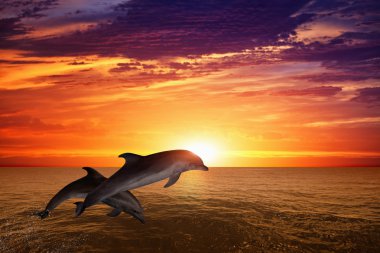 Jumping dolphins clipart