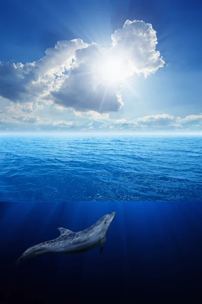Dolphin plave — Stock fotografie