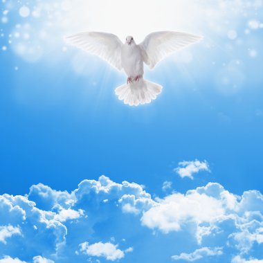 White dove in skies clipart