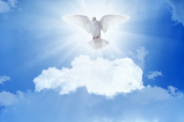 White dove flies in skies — Stock Photo, Image
