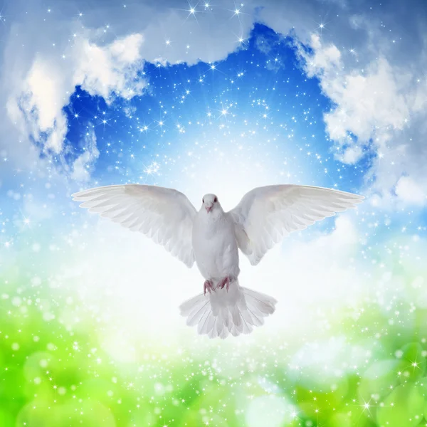 White dove flies in skies Stock Photo