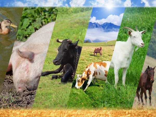 Animal breeding Stock Photos, Royalty Free Animal breeding Images | Depositphotos Animal breeding Stock Photos, Royalty Free Animal breeding Images | Depositphotos