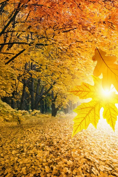 Paisaje otoño — Foto de Stock