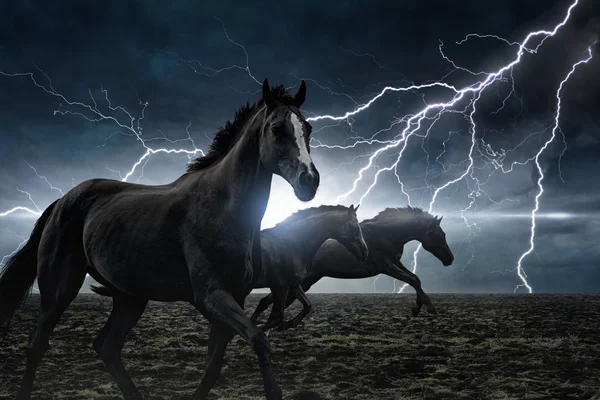 Laufende schwarze Pferde — Stockfoto