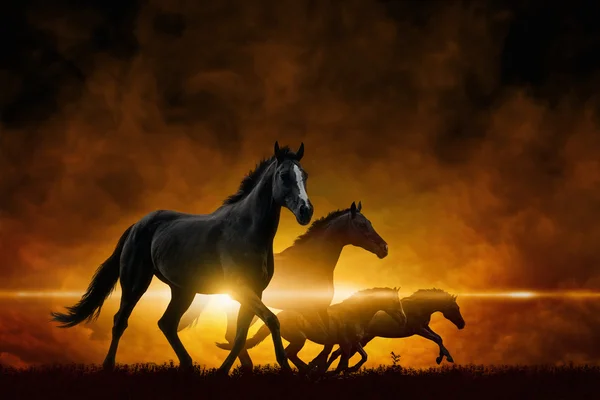 Four running black horses — Stock Photo, Image