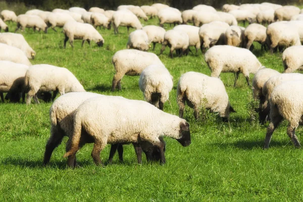Koyun çimenlerin üzerinde otlatmak