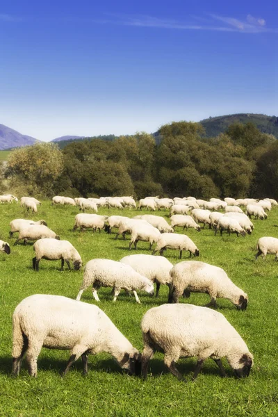 Koyun çimenlerin üzerinde otlatmak