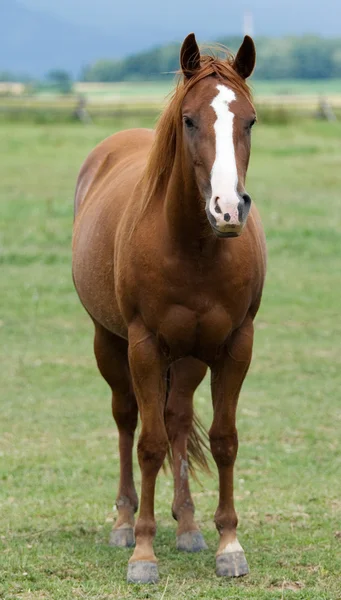 Çimenlerin üzerinde kahverengi bir at