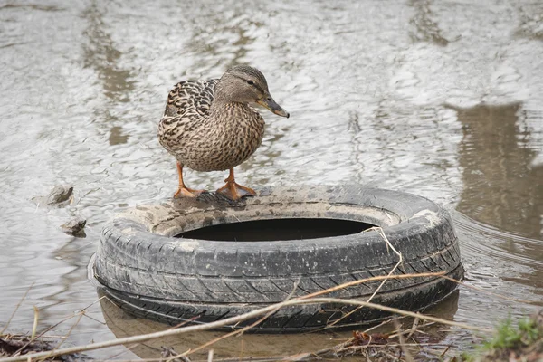 Eski lastikler üzerinde yaban ördeği