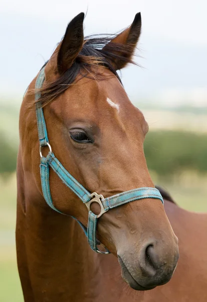 Tête de cheval portret — Photo