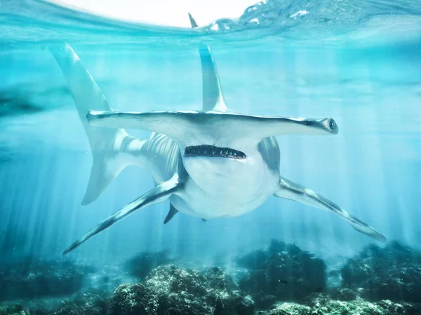 Hammerhead Shark Swimming Ocean Coral Reef Shallows Just Water Line — Stock Photo, Image