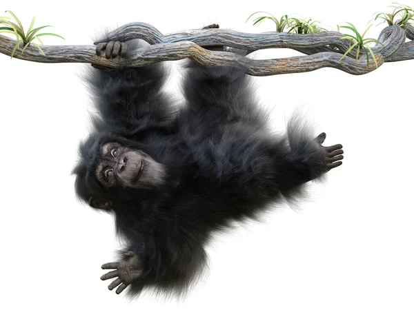 Cute Little Monkey Hanging Tree Limb Waving Camera White Background — Foto Stock