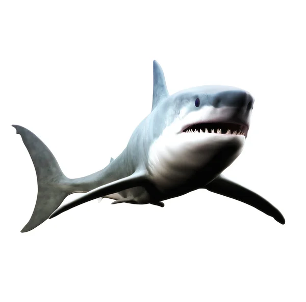 Büyük beyaz köpekbalığı beyaz bir arka plan üzerinde Yüzme. — Stok fotoğraf