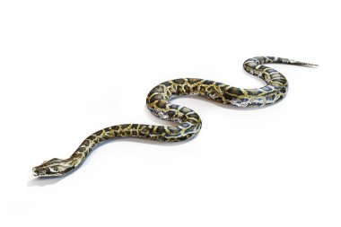 Beyaz bir arka plan üzerinde Anaconda yılan.