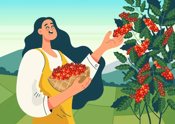 Γυναίκα Εργαζόμενος Χαρακτήρας Συγκομιδή Κόκκων Καφέ Σχέδιο Παραγωγής Φυτειών Καφέ — Διανυσματικό Αρχείο
